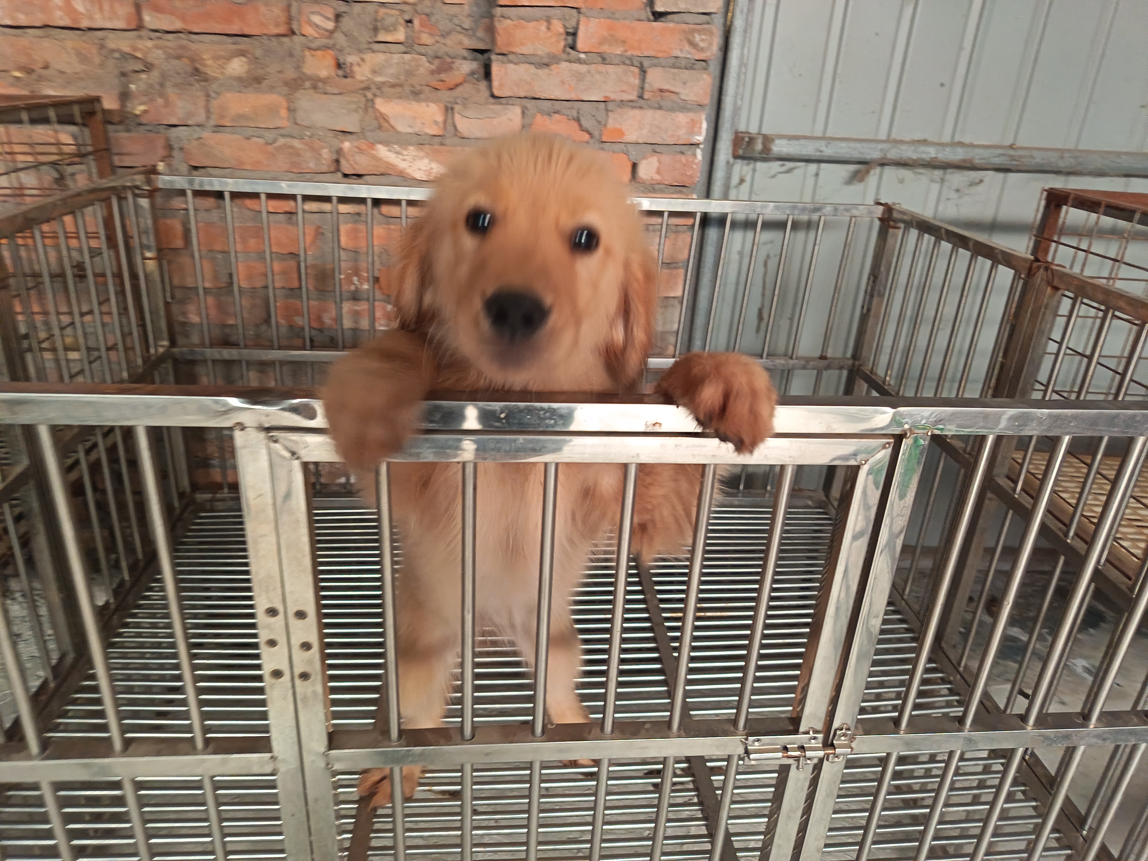 双血统 金毛 女宝